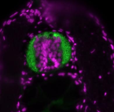 Xenopus antibody image