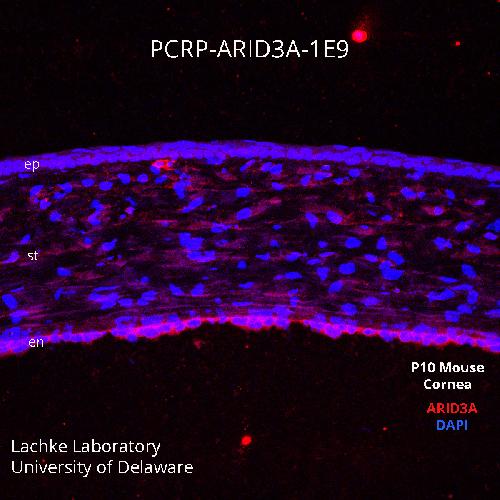 Xenopus antibody image
