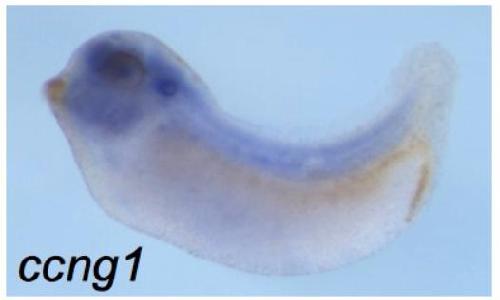 Manual Lit image for Xenopus