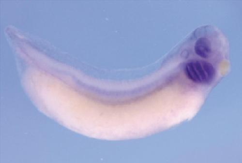 Manual Lit image for Xenopus