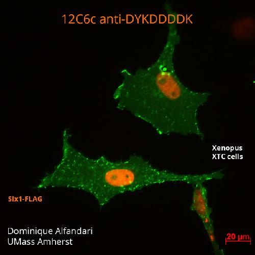 Xenopus antibody image
