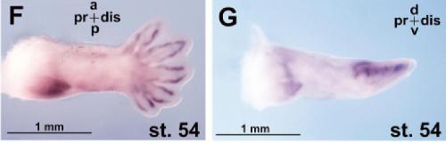 Manual Lit image for Xenopus