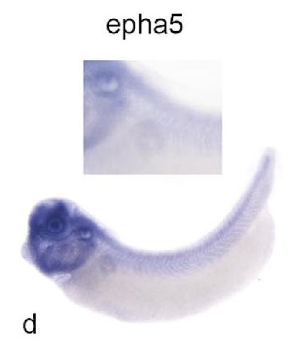 Manual Lit image for Xenopus