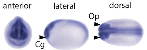 Manual Lit image for Xenopus