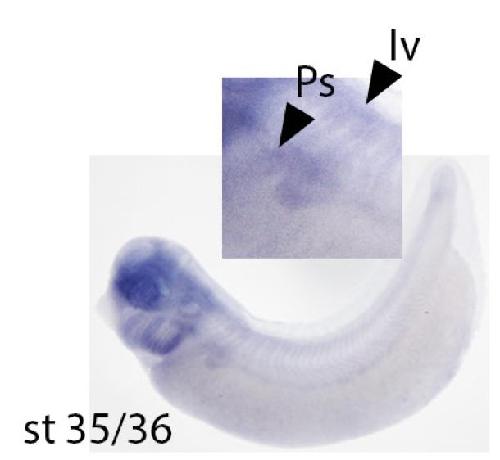Manual Lit image for Xenopus