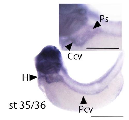 Manual Lit image for Xenopus
