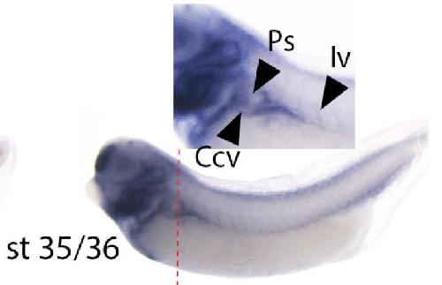 Manual Lit image for Xenopus