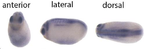Manual Lit image for Xenopus