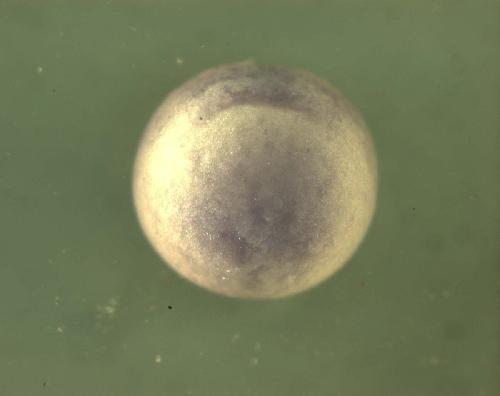 Xenopus dynamin 3 / dnm3 expression in stage 10 embryo