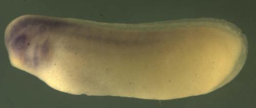 Xenopus COP9 constitutive photomorphogenic homolog subunit 7A / cops7a gene expression in stage 26 embryo