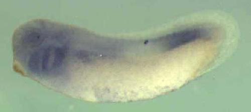 Xenopus pus7 / pseudouridylate synthase 7 homolog gene expression in stage 28 embryo. Clone TEgg007f18