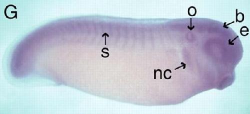 Xenopus nfatc3  / nuclear factor of activated T-cells, cytoplasmic, calcineurin-dependent 3  gene expression at stage 26