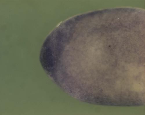 Putative ortholog of chromatin-specific transcription elongation factor, 140 kDa subunit, 1 of 1.