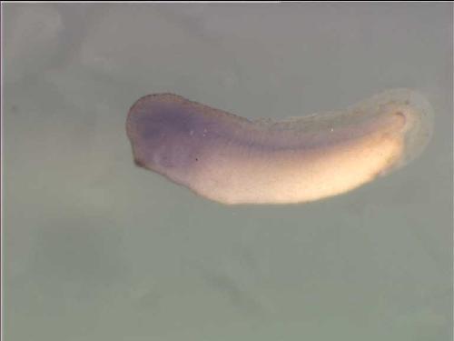 Papalopulu Lab Image