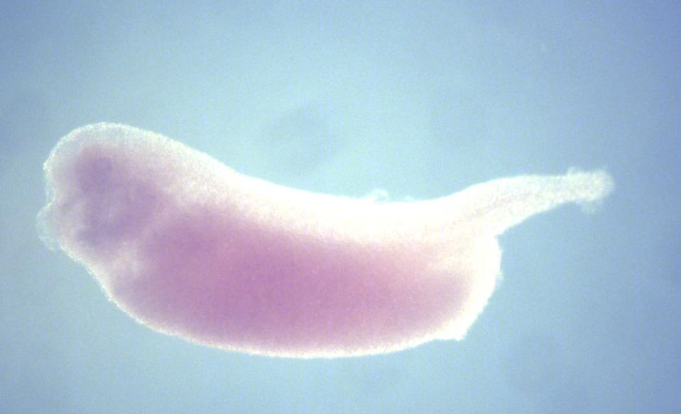 Xenbase Expression Image