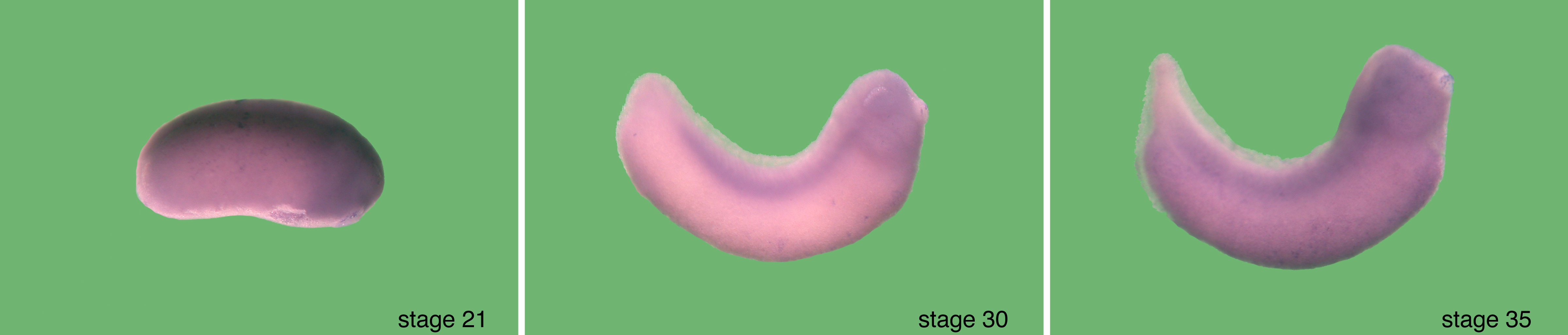 Xenbase Expression Image