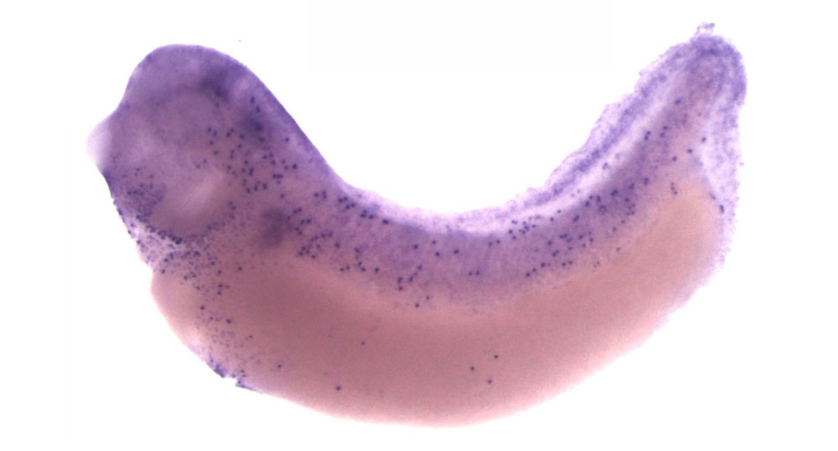 Image for BrÃ¤ndli Lab 2008