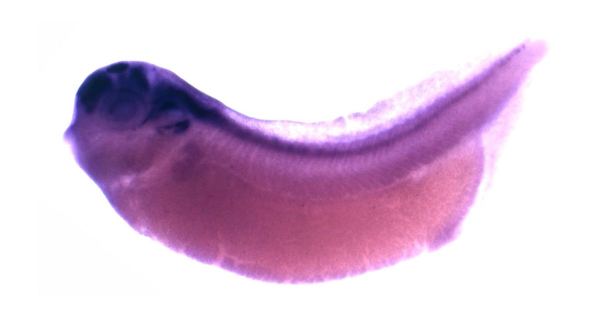 Image for BrÃ¤ndli Lab 2008