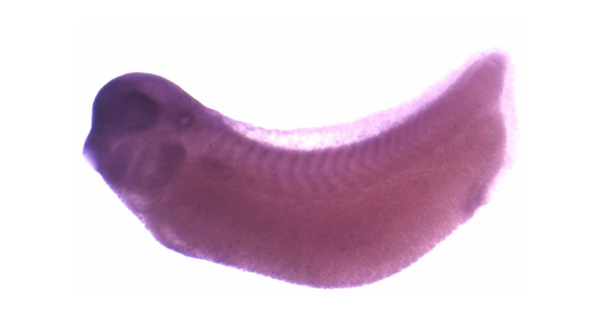 Image for BrÃ¤ndli Lab 2008