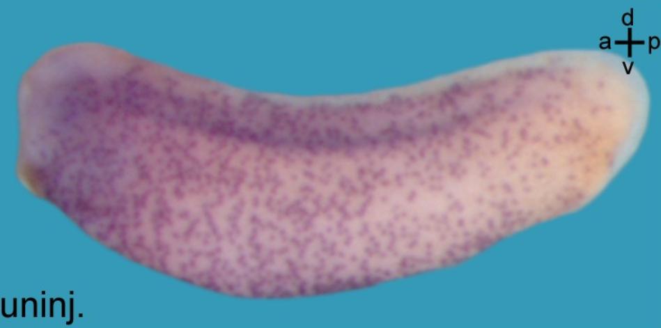 Manual Lit image for Xenopus