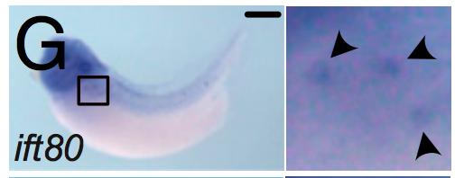 Manual Lit image for Xenopus