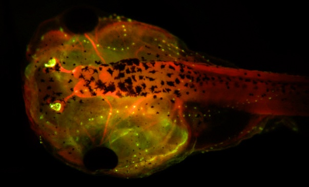 Xenopus antibody image