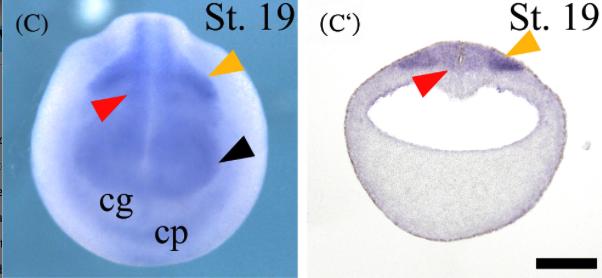 Manual Lit image for Xenopus