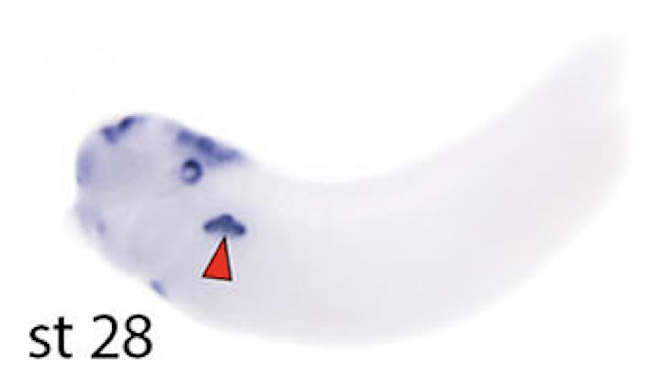 Manual Lit image for Xenopus