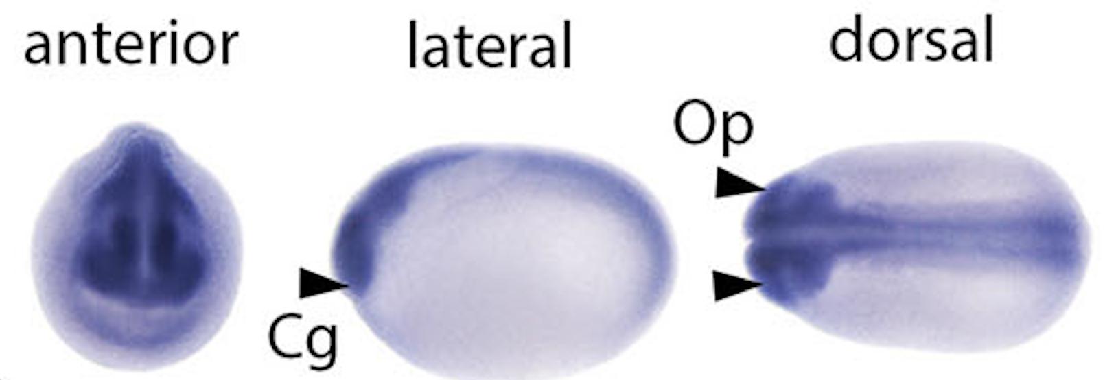 Manual Lit image for Xenopus