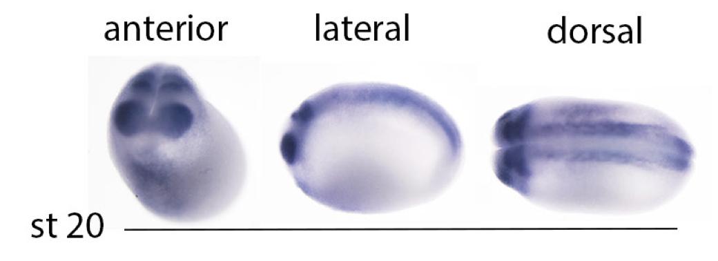 Manual Lit image for Xenopus