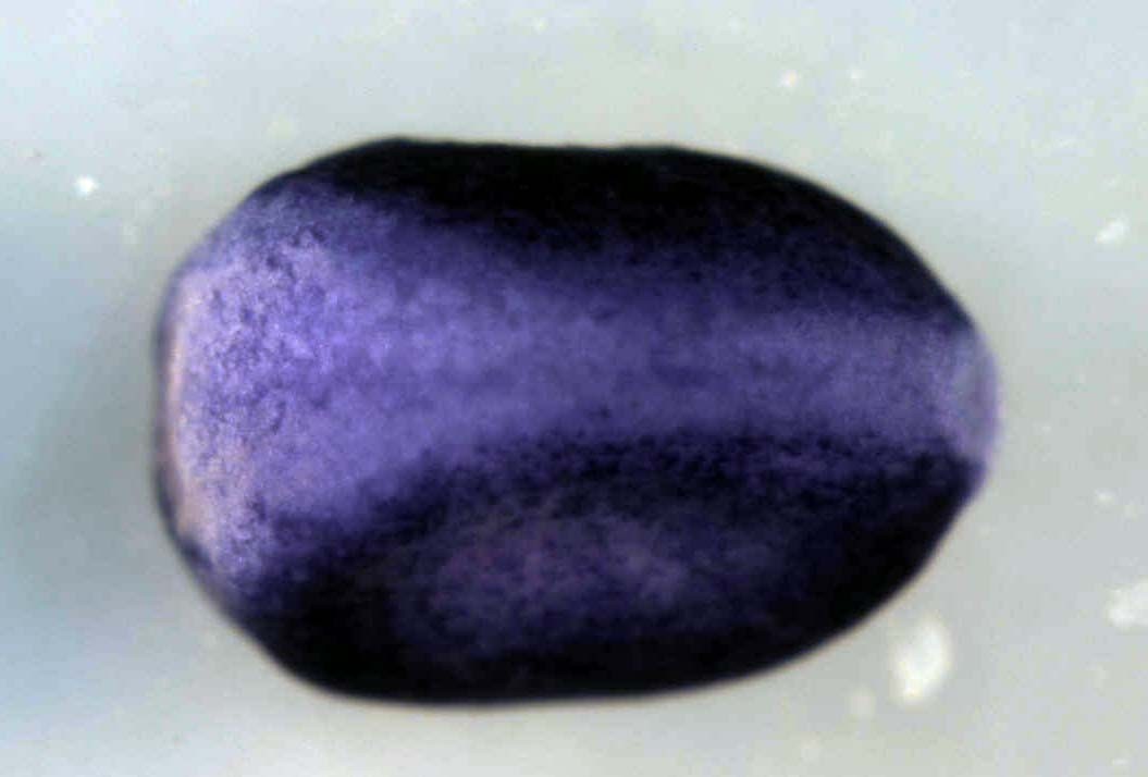 Xenopus glucocorticoid modulatory element binding protein 1 / gmeb1 expression in stage 16 neurula.