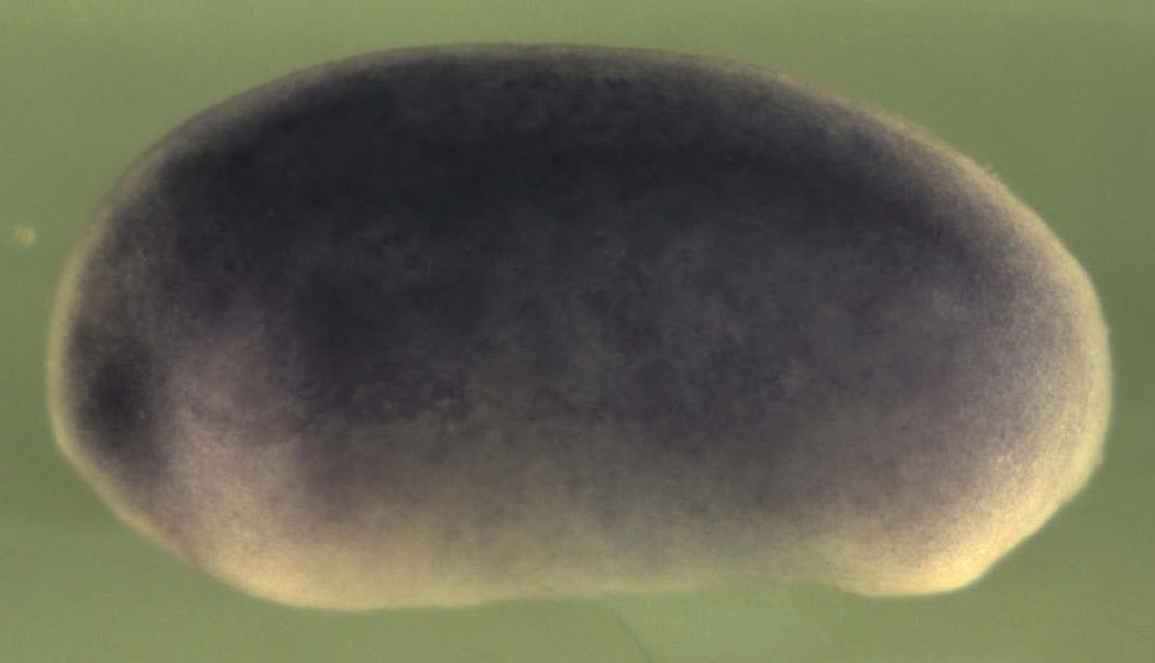 Xenopus excision repair cross-complementing rodent repair deficiency, complementation group 3 (xeroderma pigmentosum group B complementing) / ercc3 gene expression in stage 21 embryo