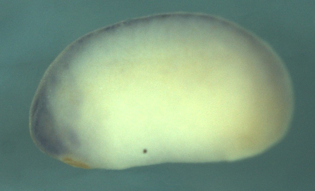 Xenopus brain protein I3 / bri3 gene expression in stage 21 embryo