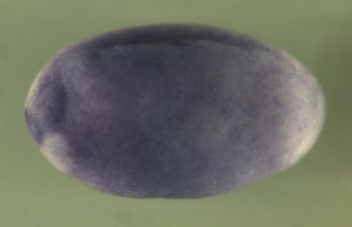 Xenopus RAB27B, member RAS oncogene family / rab27b gene expression in stage 20 embryo