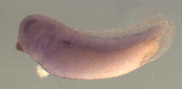 Xenopus ctsc / cathepsin C gene expression in stage 28 embryo