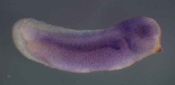 Xenopus vdac3 / voltage-dependent anion channel 3 gene expression in stage 28 embryo. Clone TTpA012o04.
