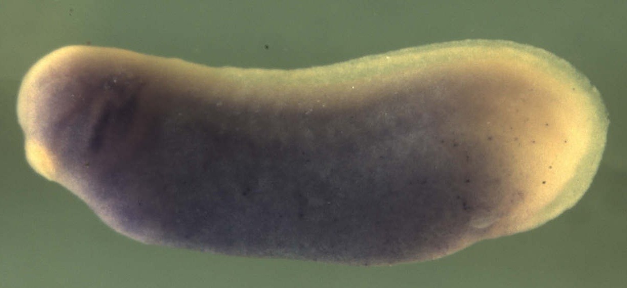 Xenopus olfml2a / olfactomedin-like 2A gene expression in stage 28 embryo